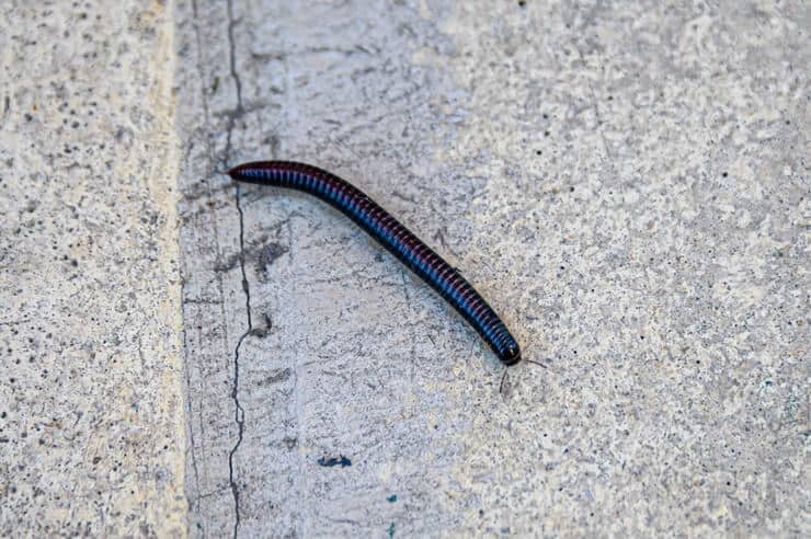 What Are Tiny Black Worms   Small Black Worms In Shower 