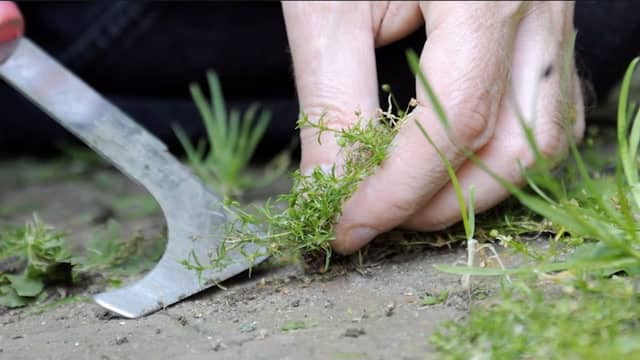 tool-to-remove-weeds-between-pavers