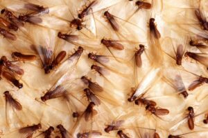 termite control