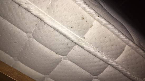 early bed bug stains on sheets