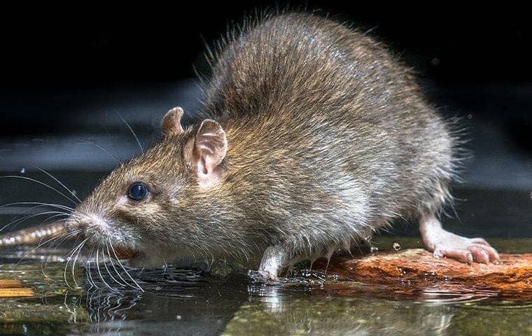 Ways to Get Rid of Rats At Home