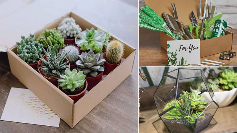 Beautiful Gifts For Any Succulent Lover in Your Life