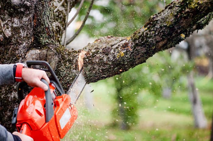 What to Know About Tree Removal