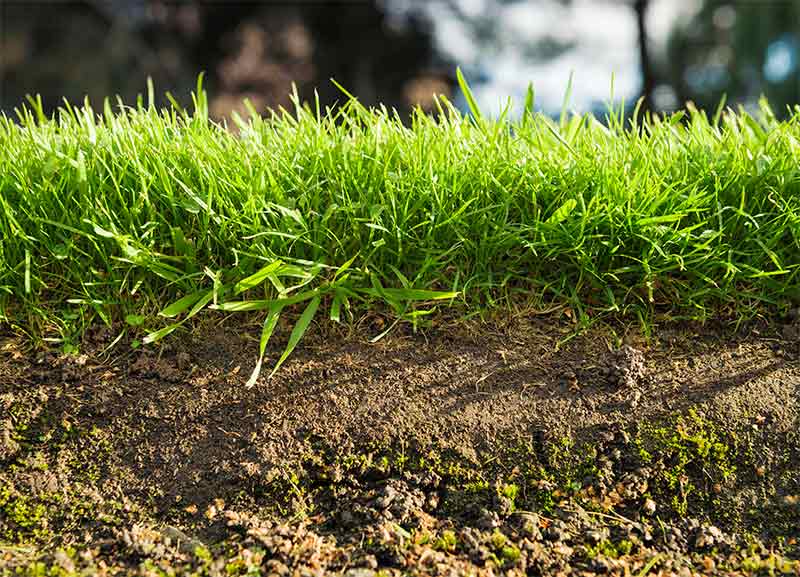 lawn maintenance tips