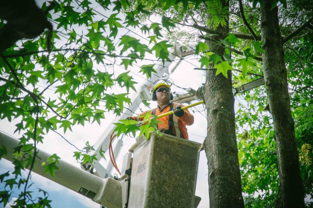 7 Tips for Someone Looking for an Arborist