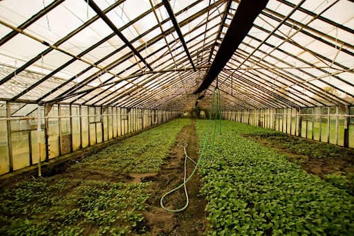 What Does A Wholesale Plant Nursery Offer?