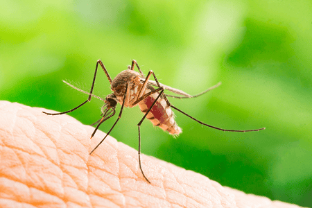 How Mosquito Control Companies Make Your Yard Mosquito-Free