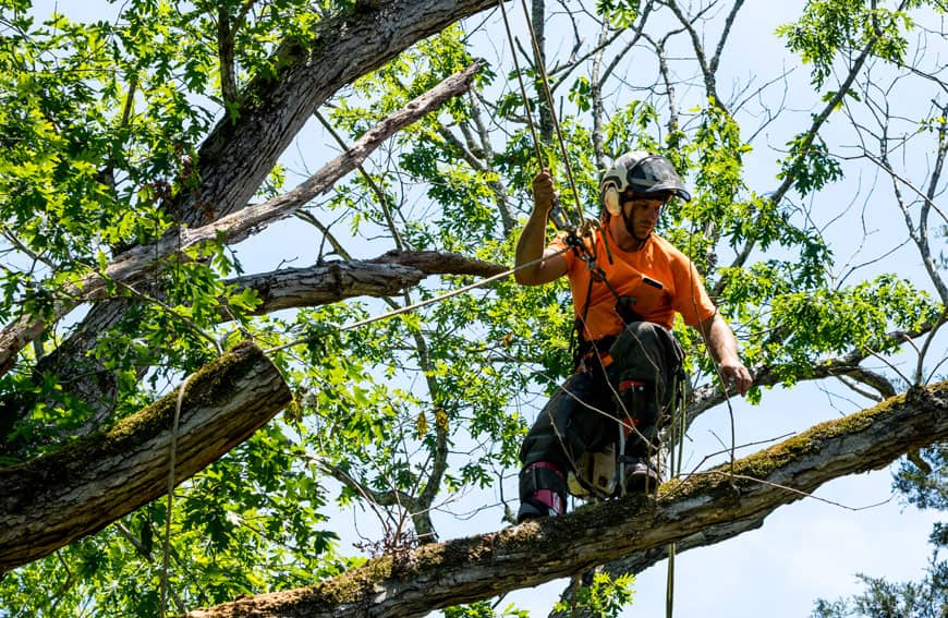 How to Find a Reliable Tree Company