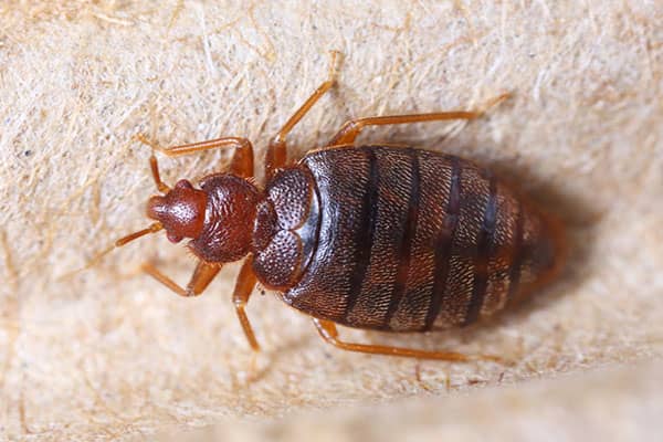 Getting Rid of Bed Bugs in Your Home