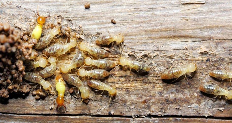 How To Fully Protect Your Home From The Damage Of Termites