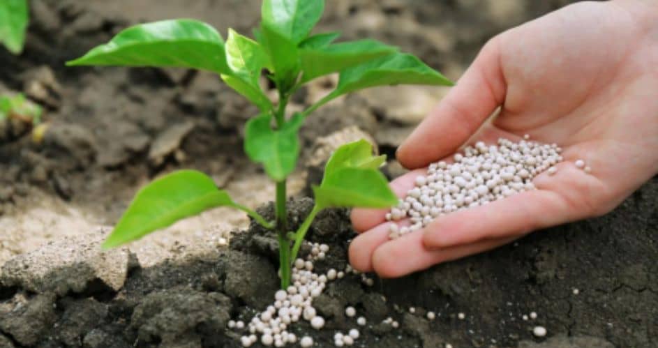 Fertilizers: Boosting Plant Growth