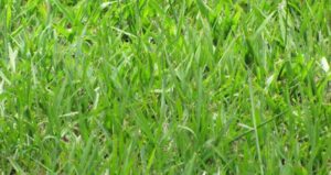 Bahia Grass Pros And Cons: Is It The Right Choice?