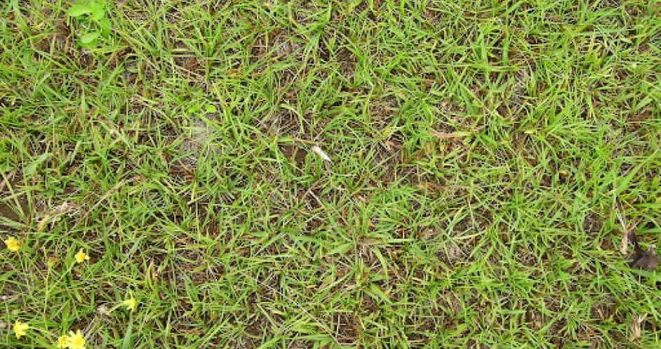 Disadvantages of growing Bahia grass