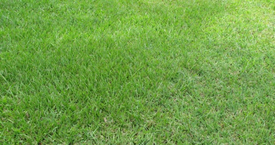 Learn how to take care of your lawn properly