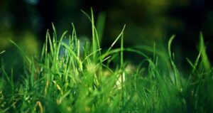 A Guide to Organic Lawn Care