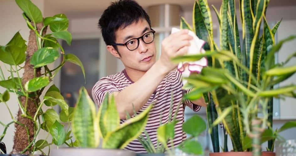 The Health Benefits Of Having Plants In The Workplace