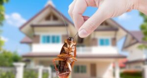 5 Effective DIY Techniques to Keep Your Home Pest-Free