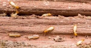 What Are The Signs That Make Termite Inspection A Mandatory Option?