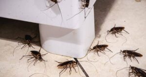 How To Deal With Sudden Pest Infestations In Your Home