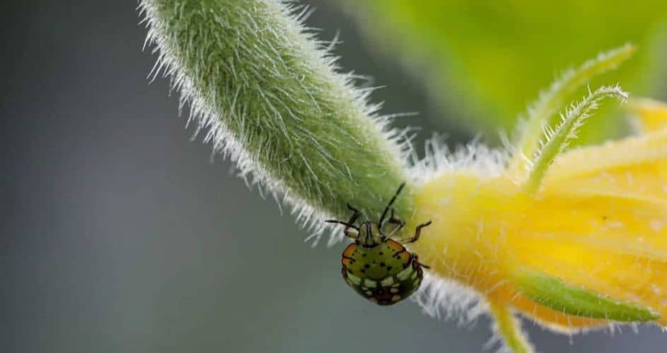 Keeping a Pest-Free Environment: The Value of Efficient Pest Management
