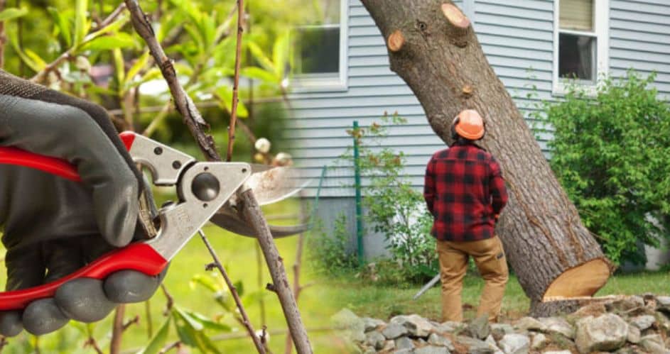 Selecting a San Diego Tree Removal Company: Key Considerations