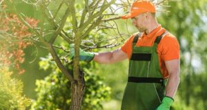 Tree Care Services: 5 Reasons Why You Need Them