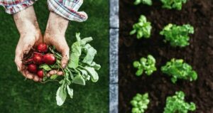 Growing Organic Produce at Home – A Guide