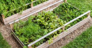 Raised Garden Beds: What Are the Benefits?