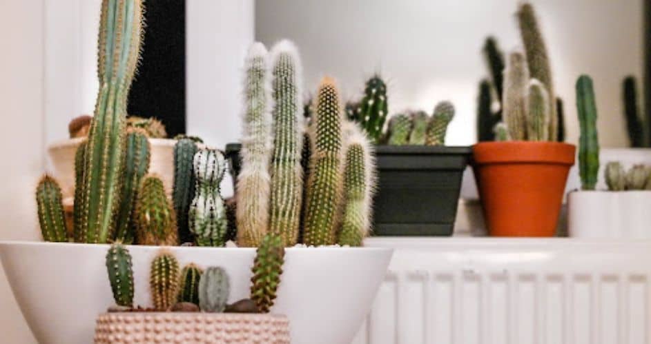 Nurturing Your Greenery: How Proper Soil Care Supports Happy House Plants