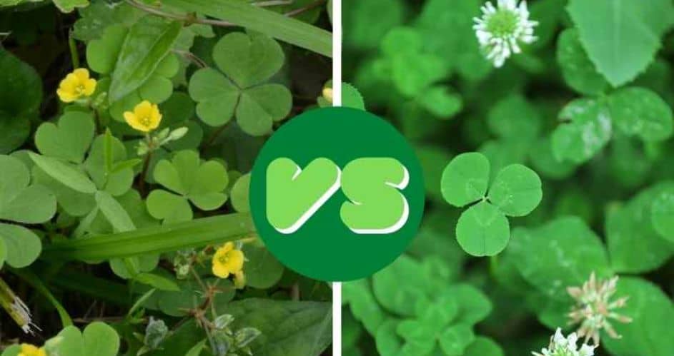 Everything you need to know about Wood Sorrel and Clover